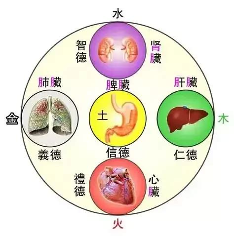 胃五行|中医蕴含的五行学说，五脏之间的关系